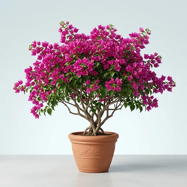 New_River_Bougainvillea_Plant