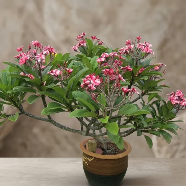 Plumeria_Candy_Haze_Flowering_Plant
