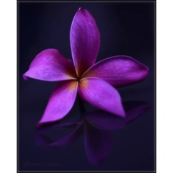 Plumeria_Purple_Haze_Flowering_Plant