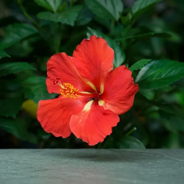 Red_Hibiscus_Outdoor_Plant