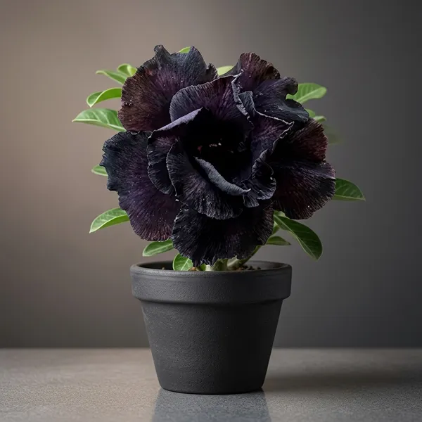 Rosy_Adenium_Black_Flowering_Plant