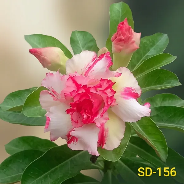 Rosy_Adenium_Plant