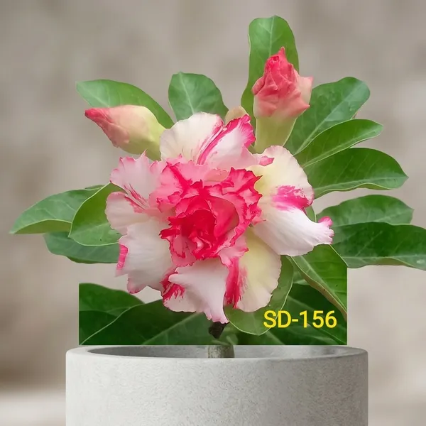 Pink_Rosy_Adenium_Plant