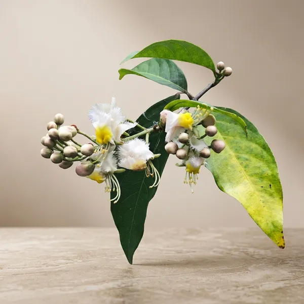Madhavi_Latha_Outdoor_Gardening_Plant