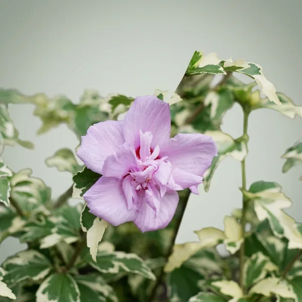 Summer_Ruffle_Hibiscus_Outdoor_Flowering_Plant
