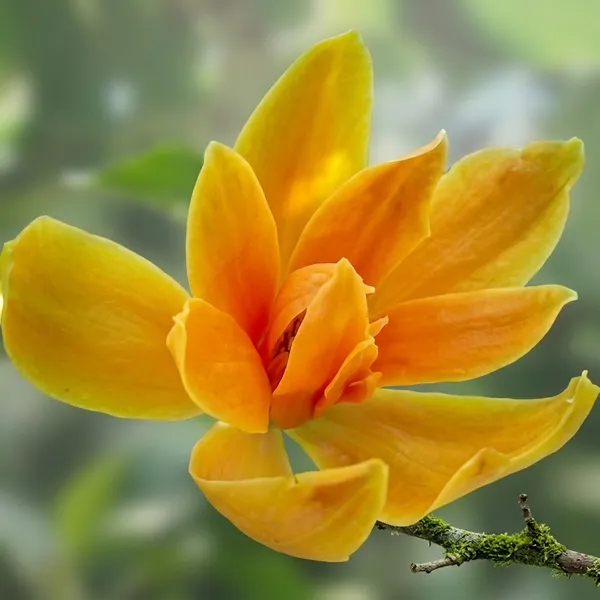 Swarna_Champa_Plant_Outdoor