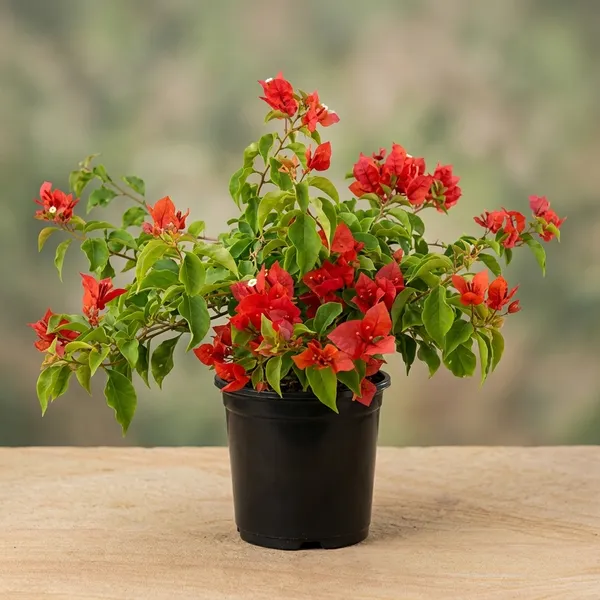 Tomato_Red_Bougainvillea_Plant