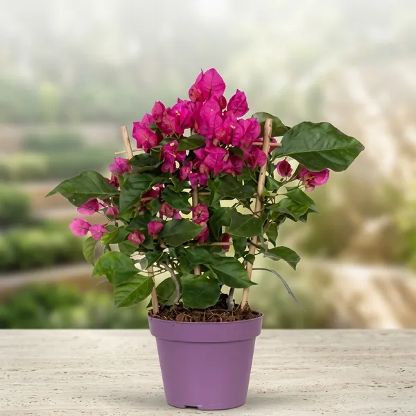 Vera_Deep_Bougainvillea_Plant