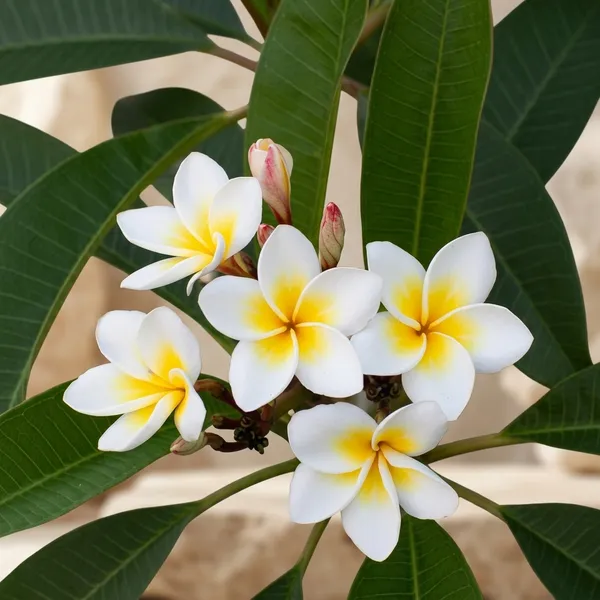 White_Plumeria_Flower_Plant_Outdoor_Gardening