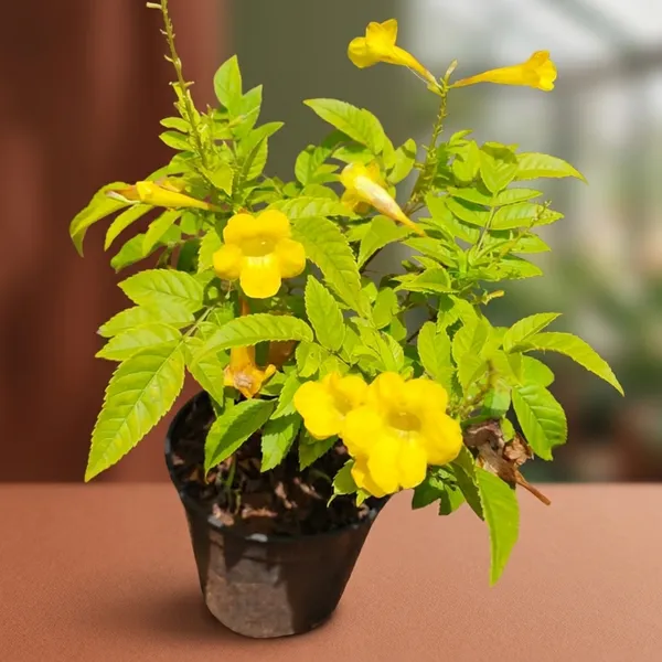 Yellow_Tecoma_Plant