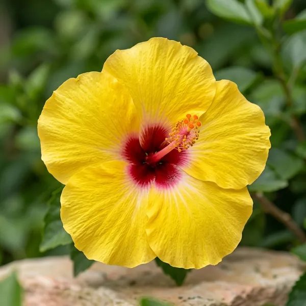 Yellow_Red_Australian_Hibiscus_Plant