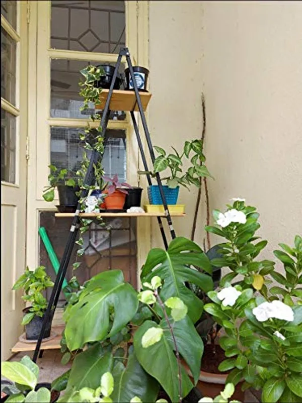 Ladder_Bookcase