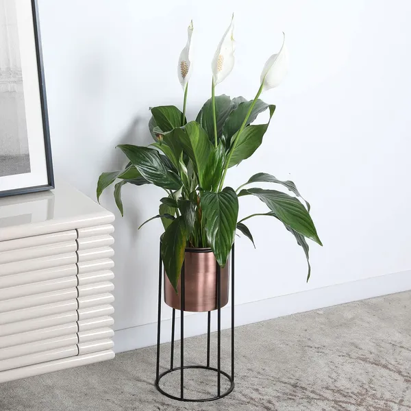 Metal_Wire_Plant_Stand