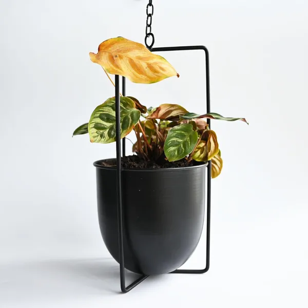 Metal_Bolo_Hanging_Planter