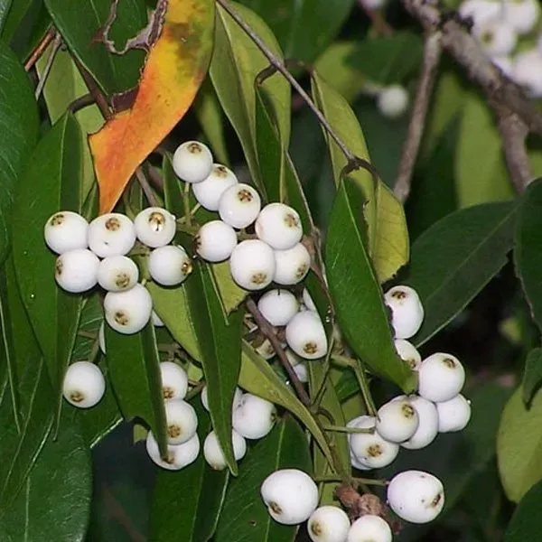 Cats_Ornamental_Berry_Organic_Plant