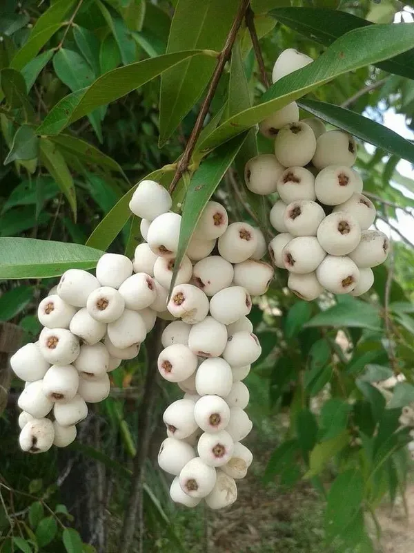 Cats_Ornamental_Berry_Organic_Plant