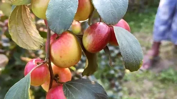 Miss_India_Ornamental_Organic_Plant