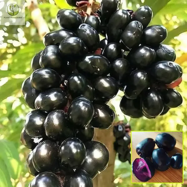 Ornamental_Black_Jamun_Organic_Plant