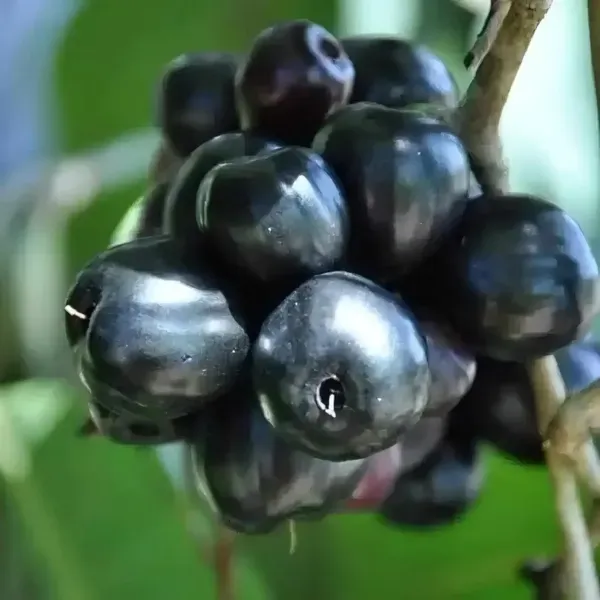 Ornamental_Black_Jamun_Organic_Plant