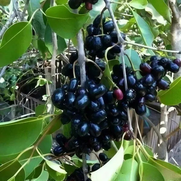 Ornamental_Black_Jamun_Organic_Plant