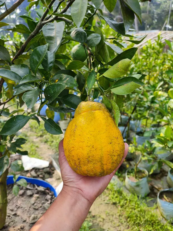 Dekopon_Orange___Organic_Plant_For_Home