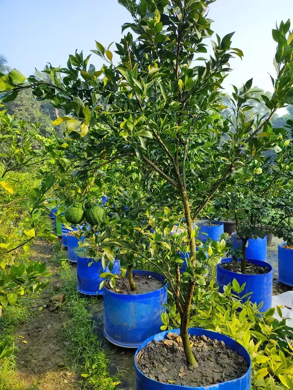 Dekopon_Orange___Organic_Plant_For_Home