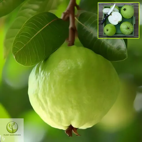 Ornamental_Guava___Organic_Plant_For_Home