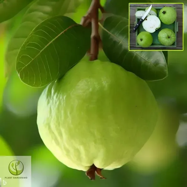 Ornamental_Guava___Organic_Plant_For_Home