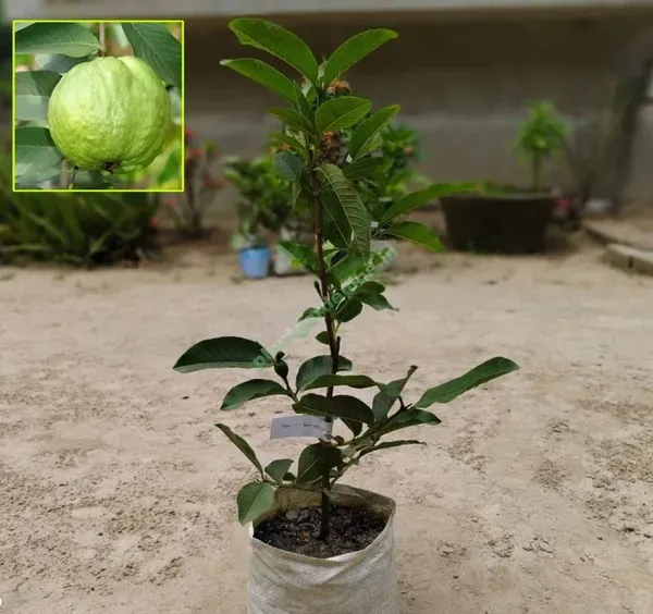 Ornamental_Guava___Organic_Plant_For_Home