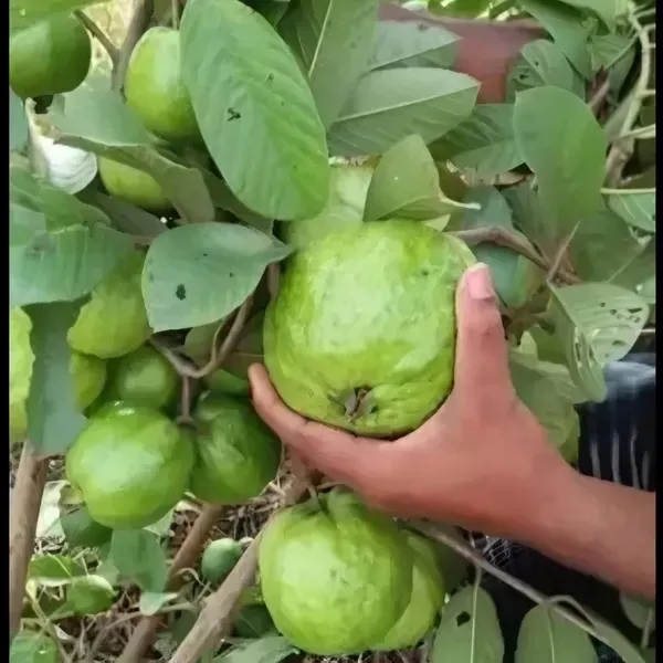 Ornamental_Guava___Organic_Plant_For_Home
