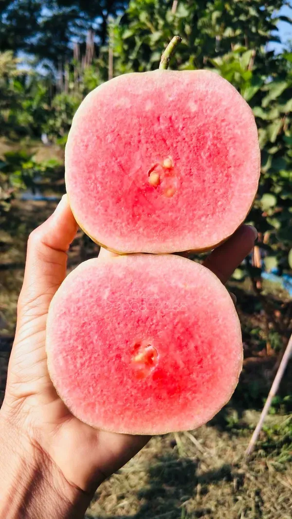 Red_Diamond_Guava_Organic_Plant