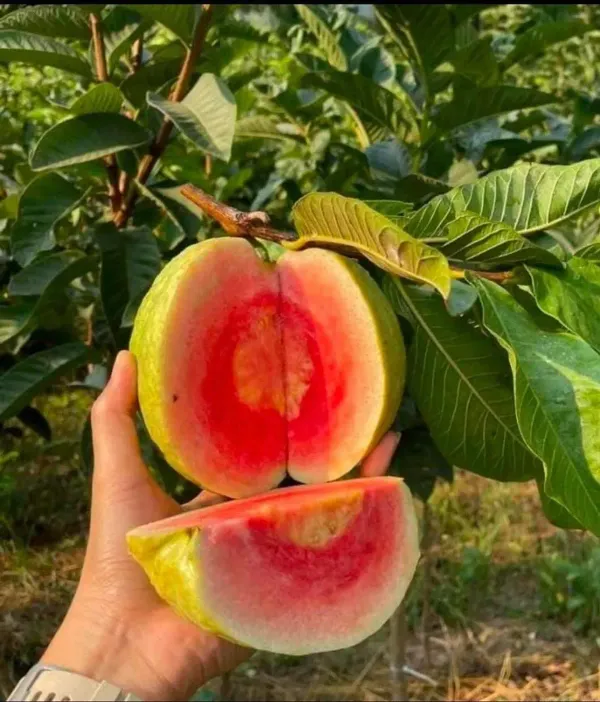Red_Diamond_Guava_Organic_Plant