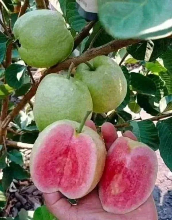 Red_Diamond_Guava_Organic_Plant
