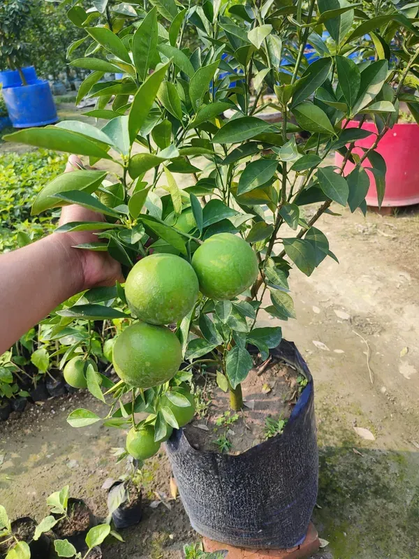 Mysorio_Malta___Organic_Plant_For_Home