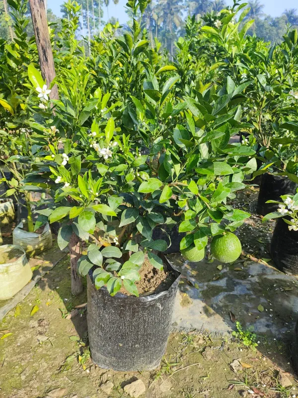 Mysorio_Malta___Organic_Plant_For_Home