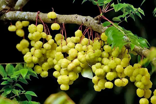 Star_Gooseberry___Organic_Plant_For_Home