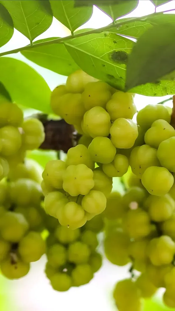 Star_Gooseberry___Organic_Plant_For_Home