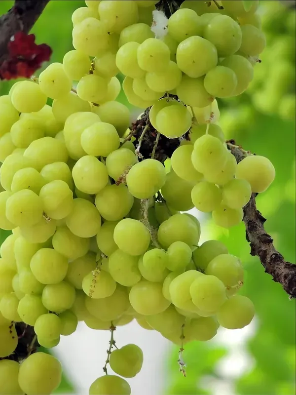 Star_Gooseberry___Organic_Plant_For_Home