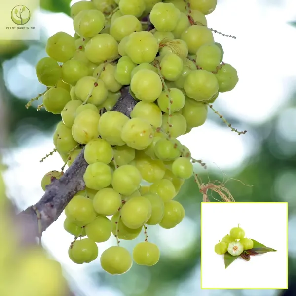 Star_Gooseberry___Organic_Plant_For_Home