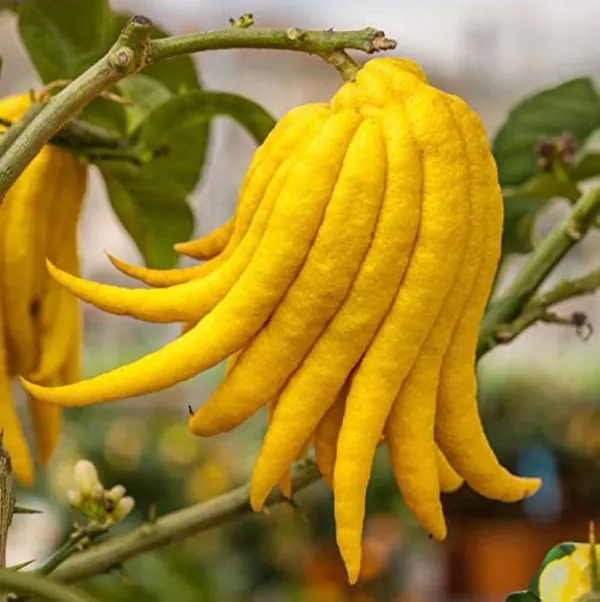 Buddha_Finger_Lemon_Organic_Plant