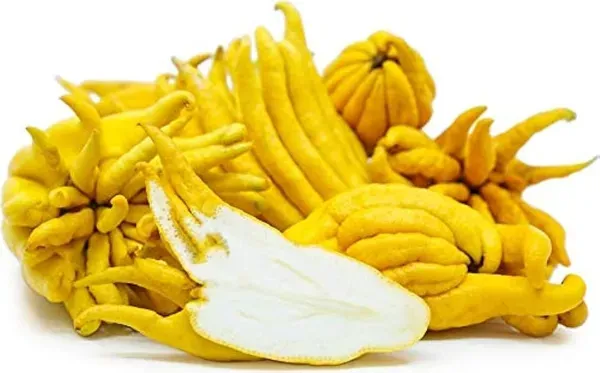 Buddha_Finger_Lemon_Organic_Plant