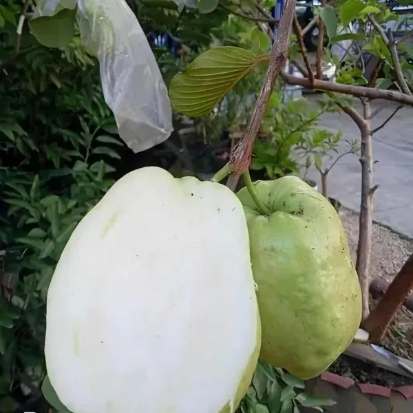 Ornamental_Guava___Organic_Plant_For_Home
