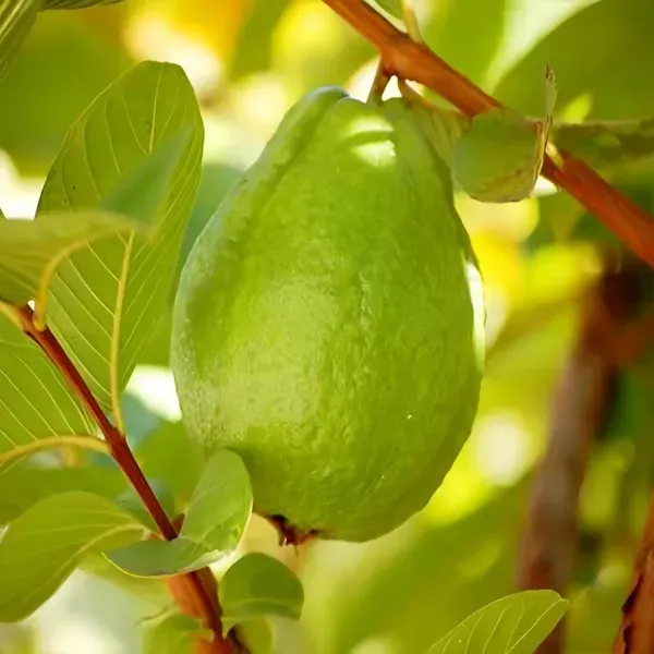Ornamental_Guava___Organic_Plant_For_Home
