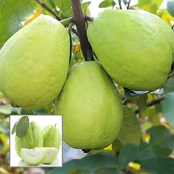 Ornamental_Guava___Organic_Plant_For_Home