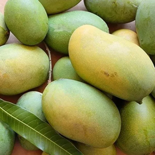 Mallika_Mango___Organic_Plant_For_Home