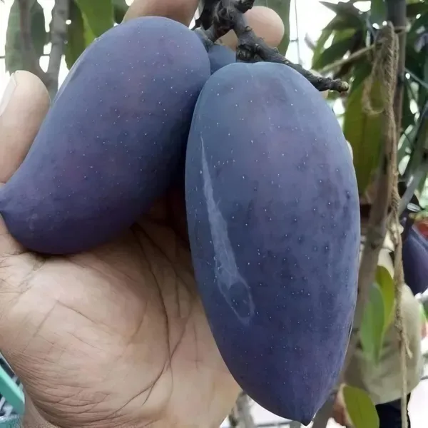 Kasturi_Black_Mango_Organic_Plant
