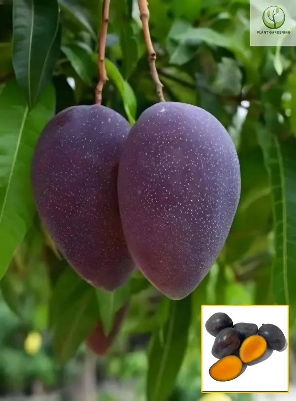 Kasturi_Black_Mango_Organic_Plant