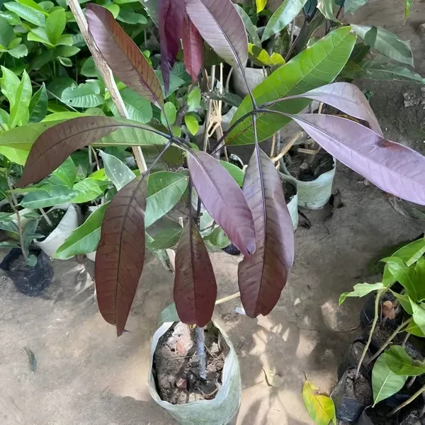 Kasturi_Black_Mango_Organic_Plant