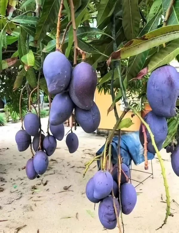 Kasturi_Black_Mango_Organic_Plant