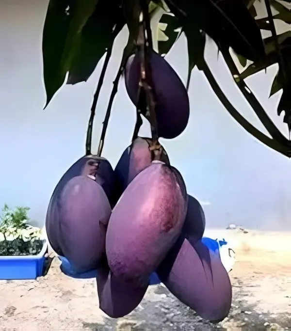 Kasturi_Black_Mango_Organic_Plant